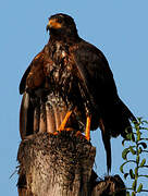 Rufous Crab Hawk