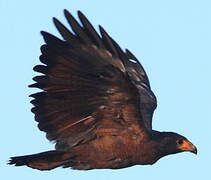 Rufous Crab Hawk