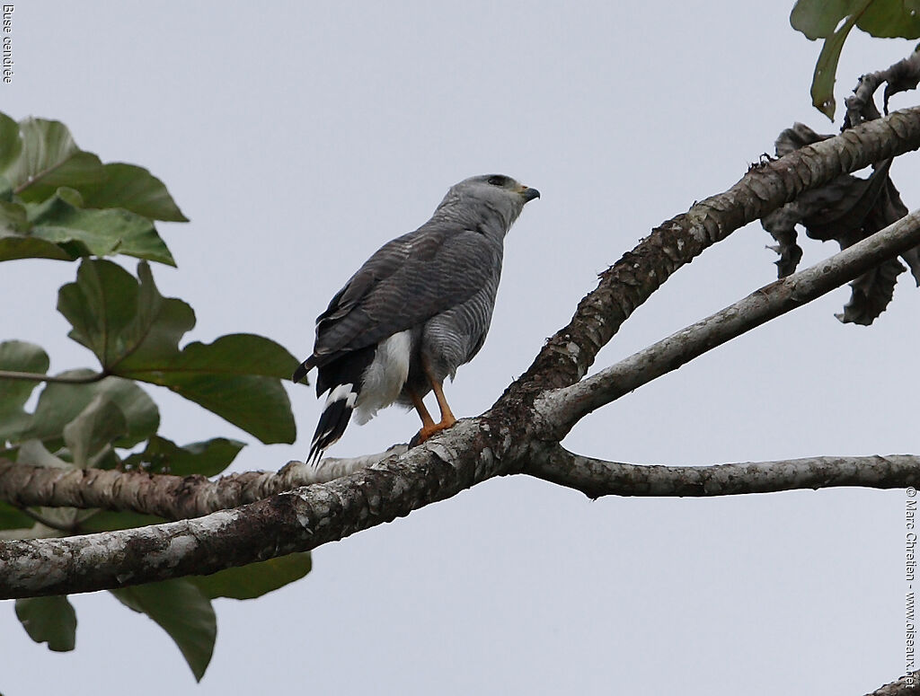 Grey-lined Hawk