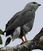 Grey-lined Hawk