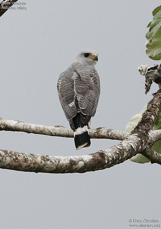 Grey-lined Hawk