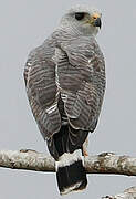 Grey-lined Hawk