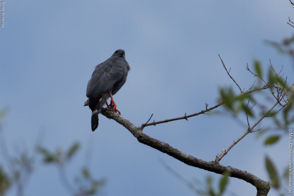 Crane Hawkadult