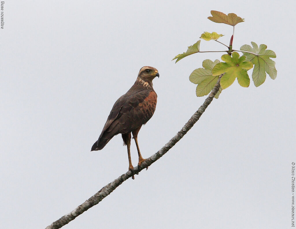 Savanna Hawk