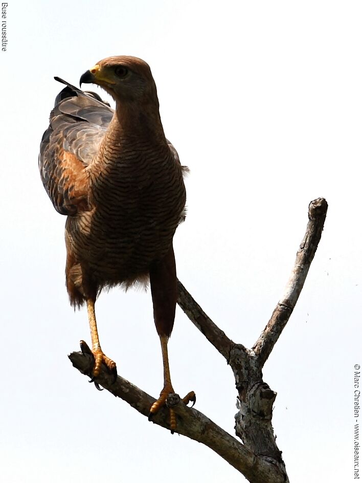 Savanna Hawk