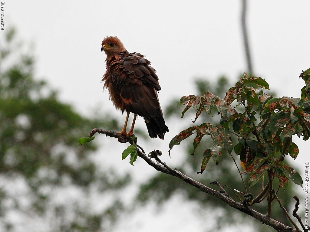 Savanna Hawk