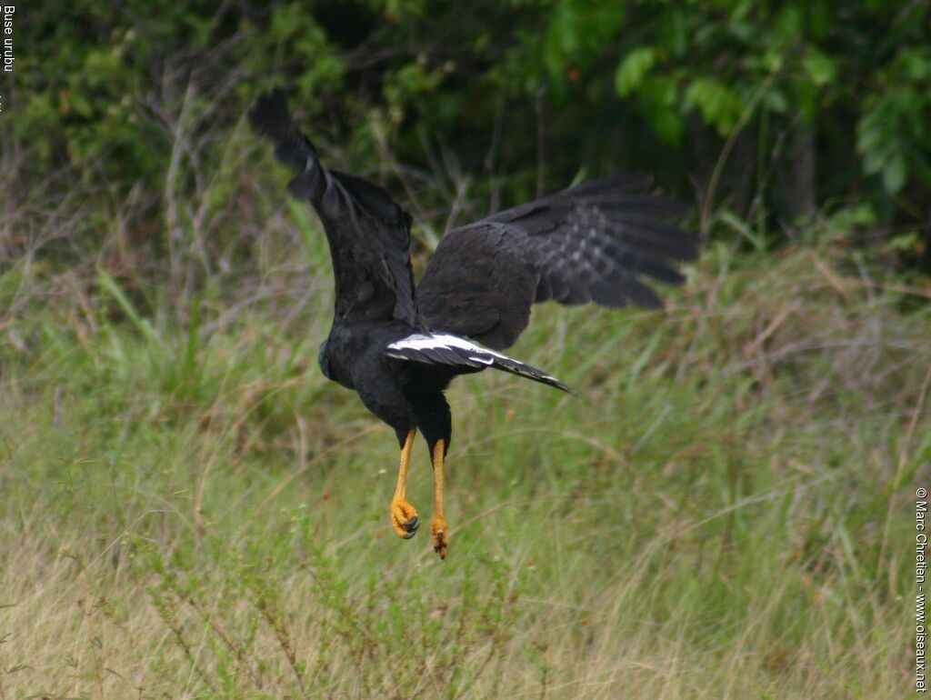 Great Black Hawk