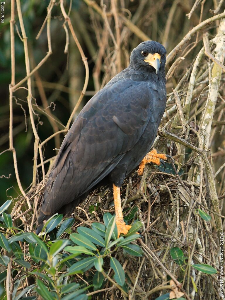 Great Black Hawkadult