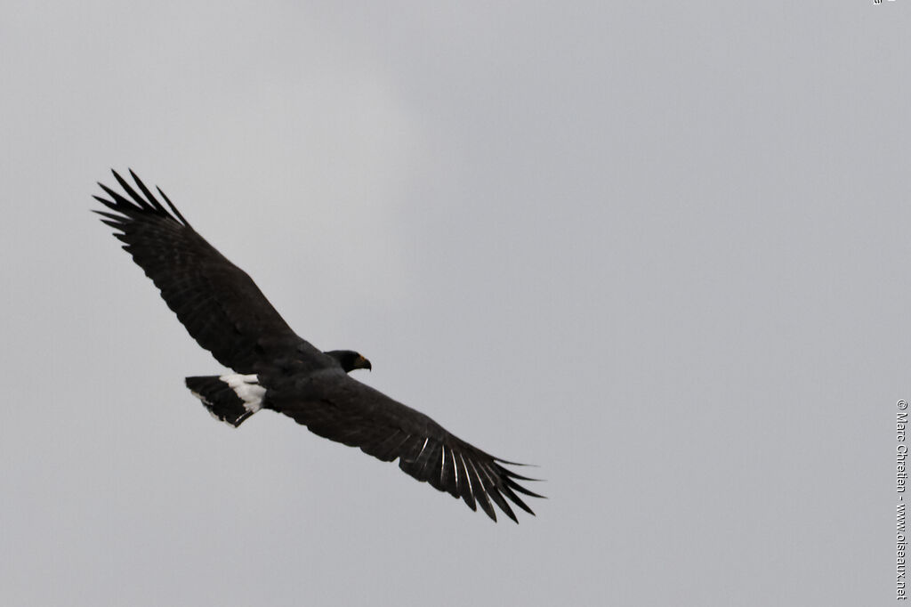 Great Black Hawk