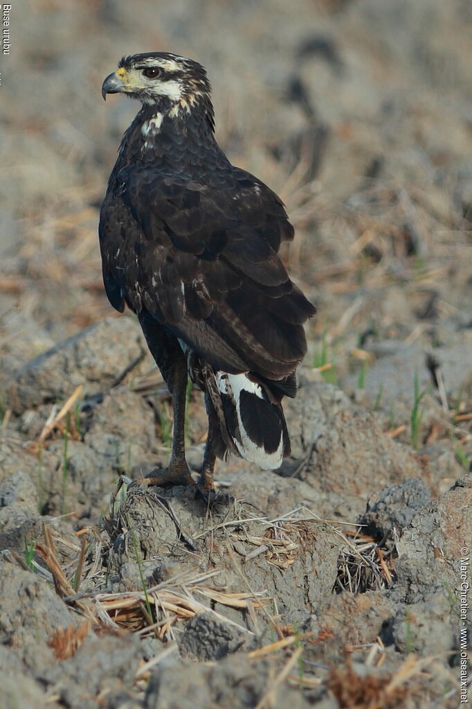 Buse urubuimmature, identification