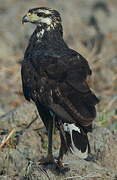 Great Black Hawk