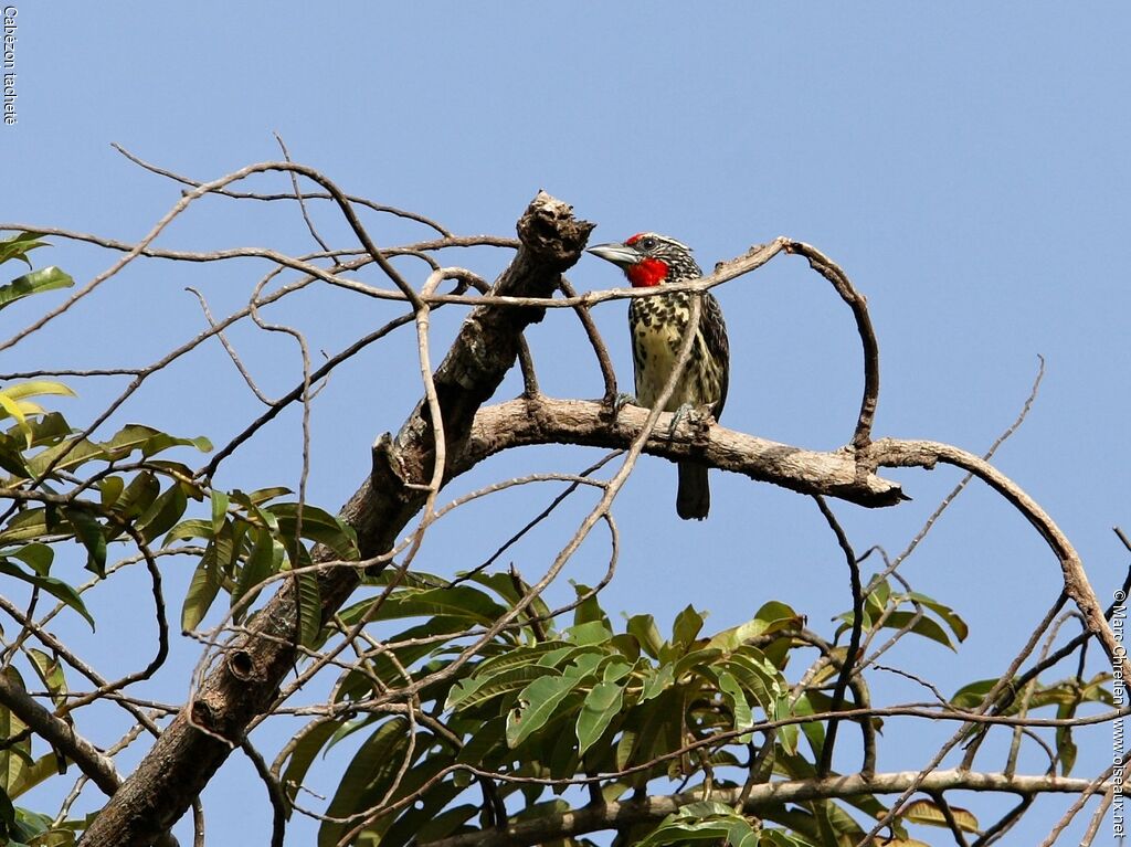 Black-spotted Barbet female adult