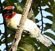 Black-spotted Barbet