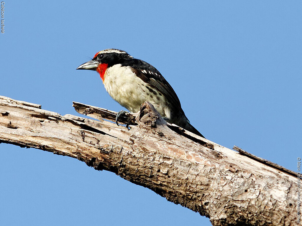 Black-spotted Barbet