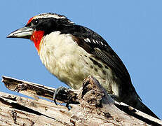 Black-spotted Barbet