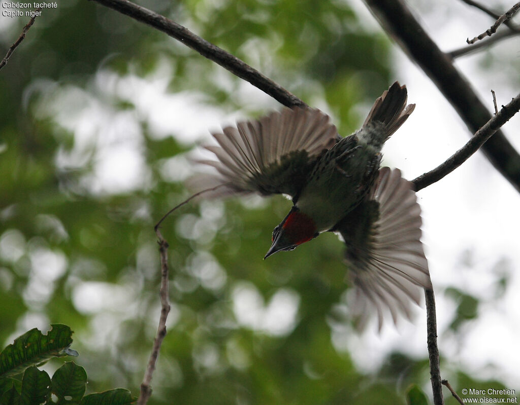 Black-spotted Barbet male