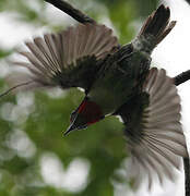 Black-spotted Barbet