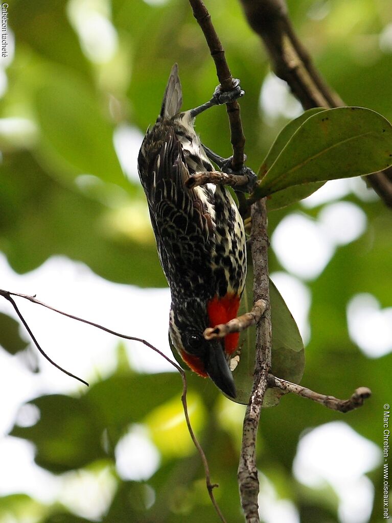 Black-spotted Barbet female adult