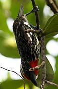 Black-spotted Barbet