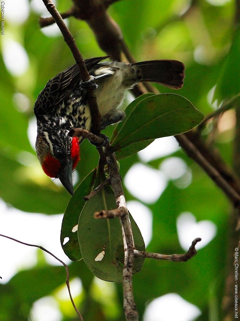 Black-spotted Barbet female adult