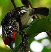 Black-spotted Barbet