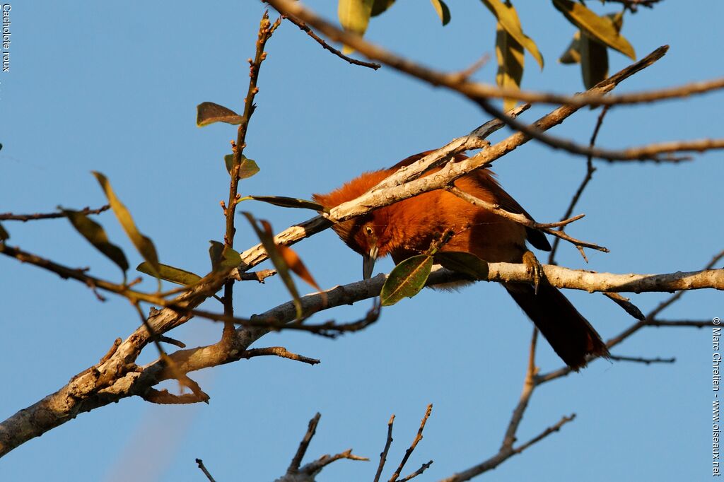 Cacholote rouxadulte