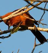 Caatinga Cacholote