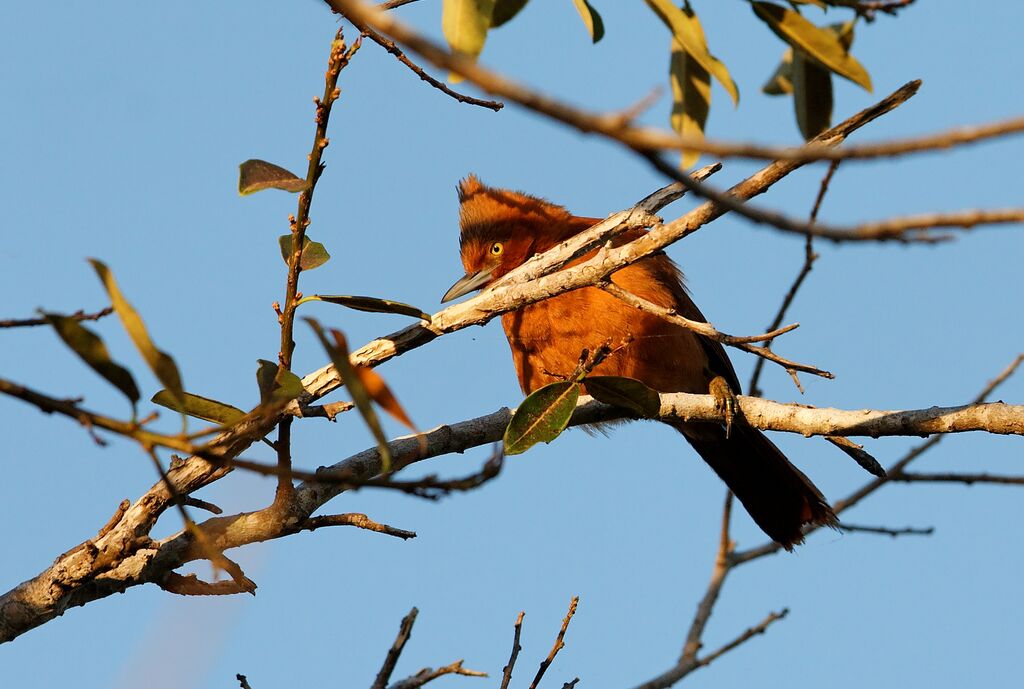 Cacholote roux