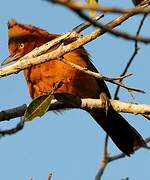 Caatinga Cacholote