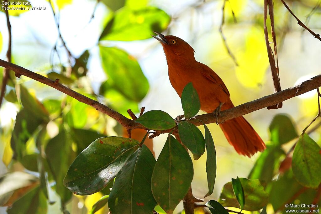 Caatinga Cacholoteadult