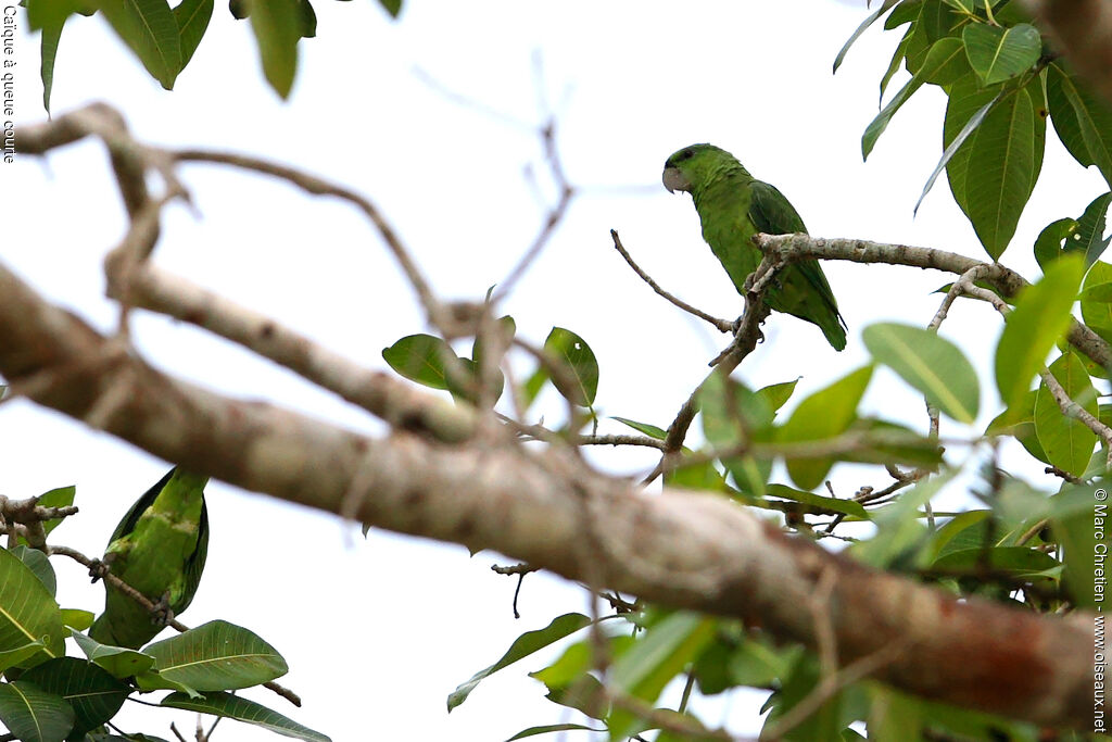 Short-tailed Parrot