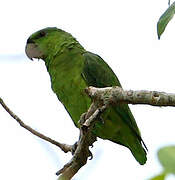 Short-tailed Parrot