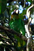 Caica Parrot