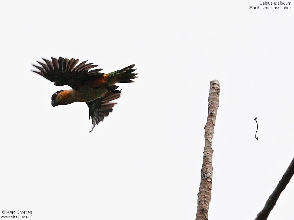 Black-headed Parrot