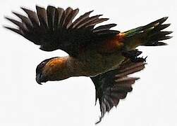 Black-headed Parrot