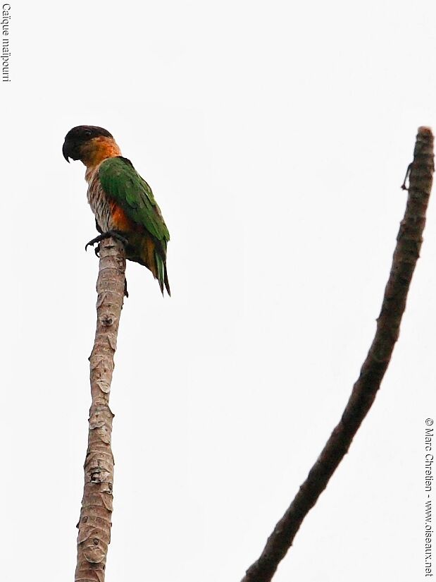 Black-headed Parrot