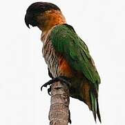 Black-headed Parrot