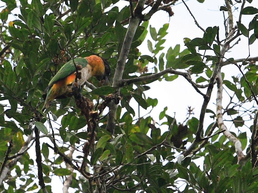 Black-headed Parrot