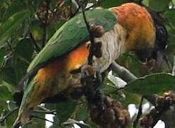 Black-headed Parrot