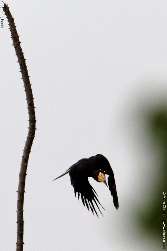 African Pied Hornbill, identification