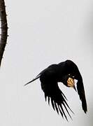 African Pied Hornbill