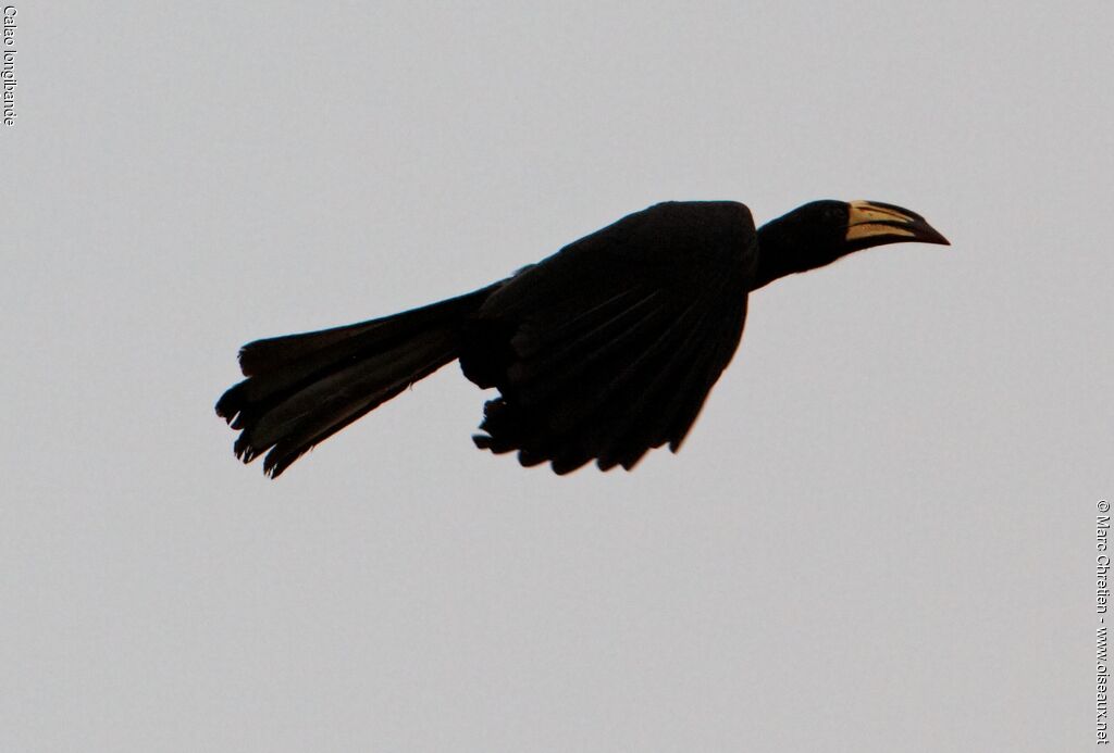 African Pied Hornbill