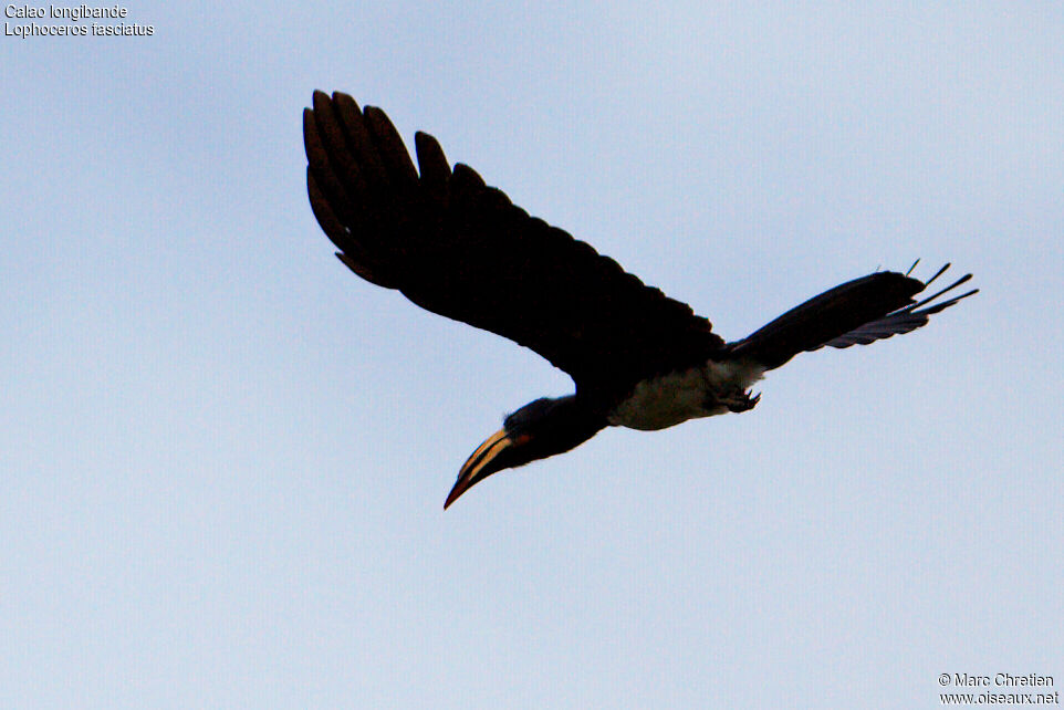 Congo Pied Hornbill