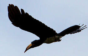 Congo Pied Hornbill