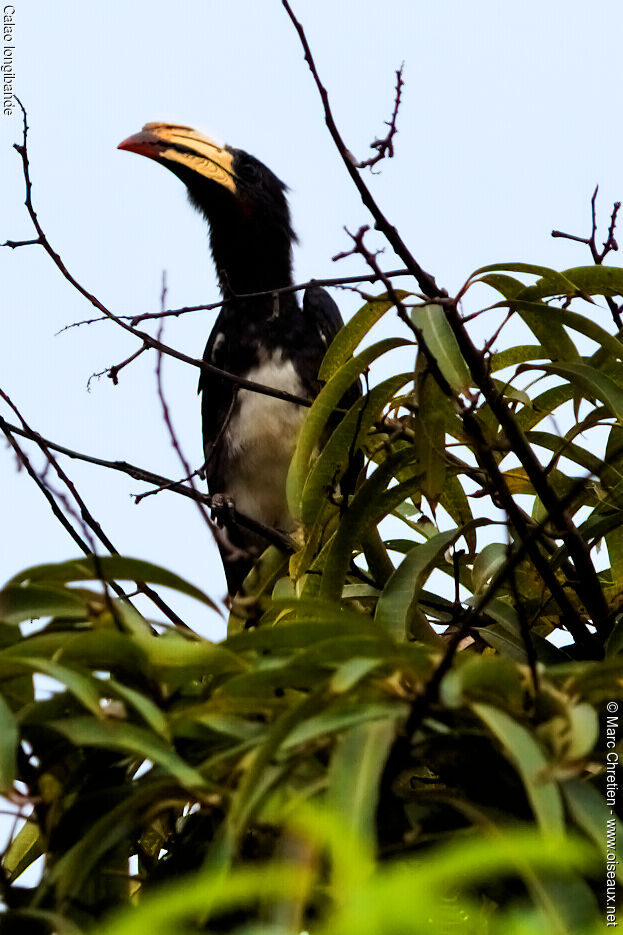 Congo Pied Hornbill