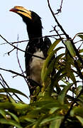 Congo Pied Hornbill