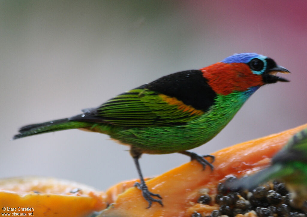 Red-necked Tanager male adult