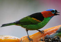 Red-necked Tanager