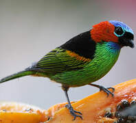 Red-necked Tanager