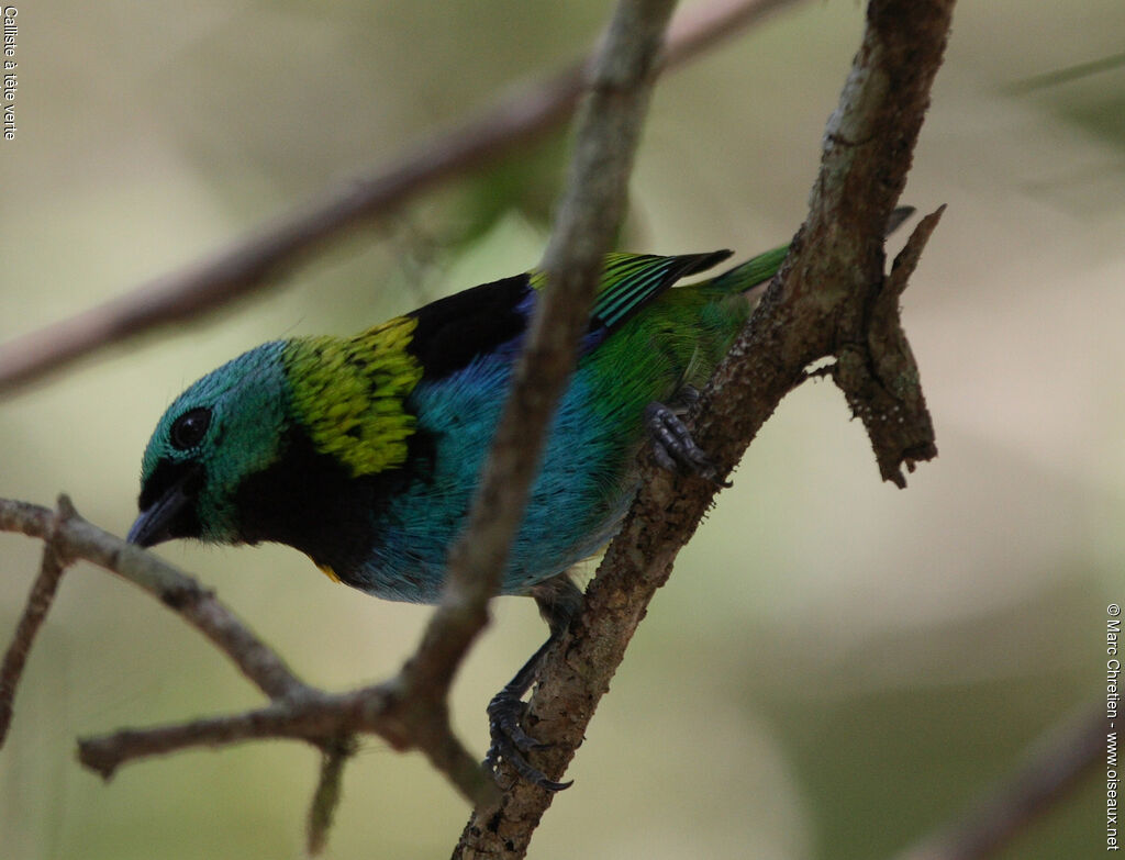 Green-headed Tanager